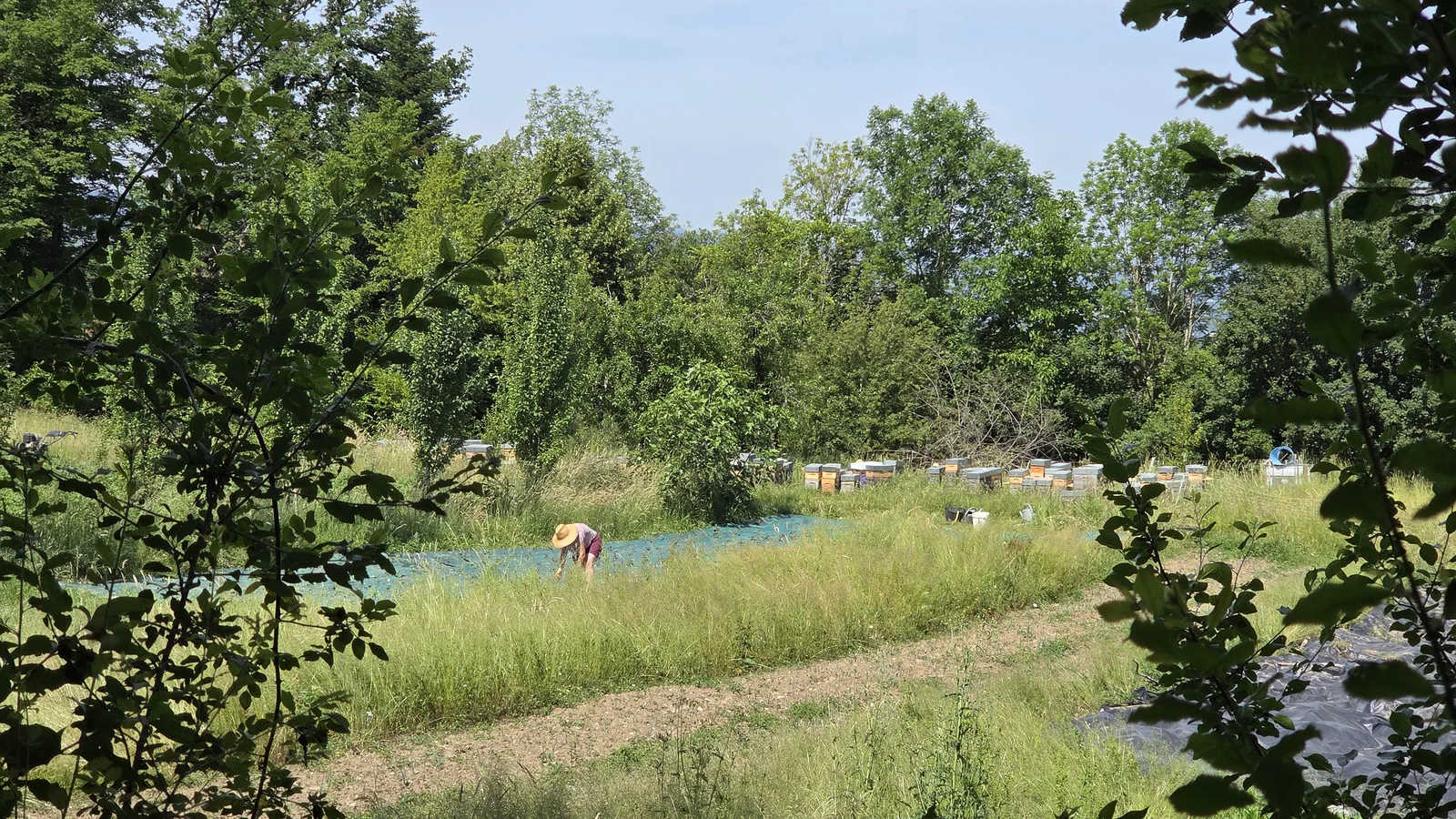 Marie-Laure courbée dans les hautes herbes du maraîchage, en train de planter, avec les rangées de ruches colorées en arrière-plan