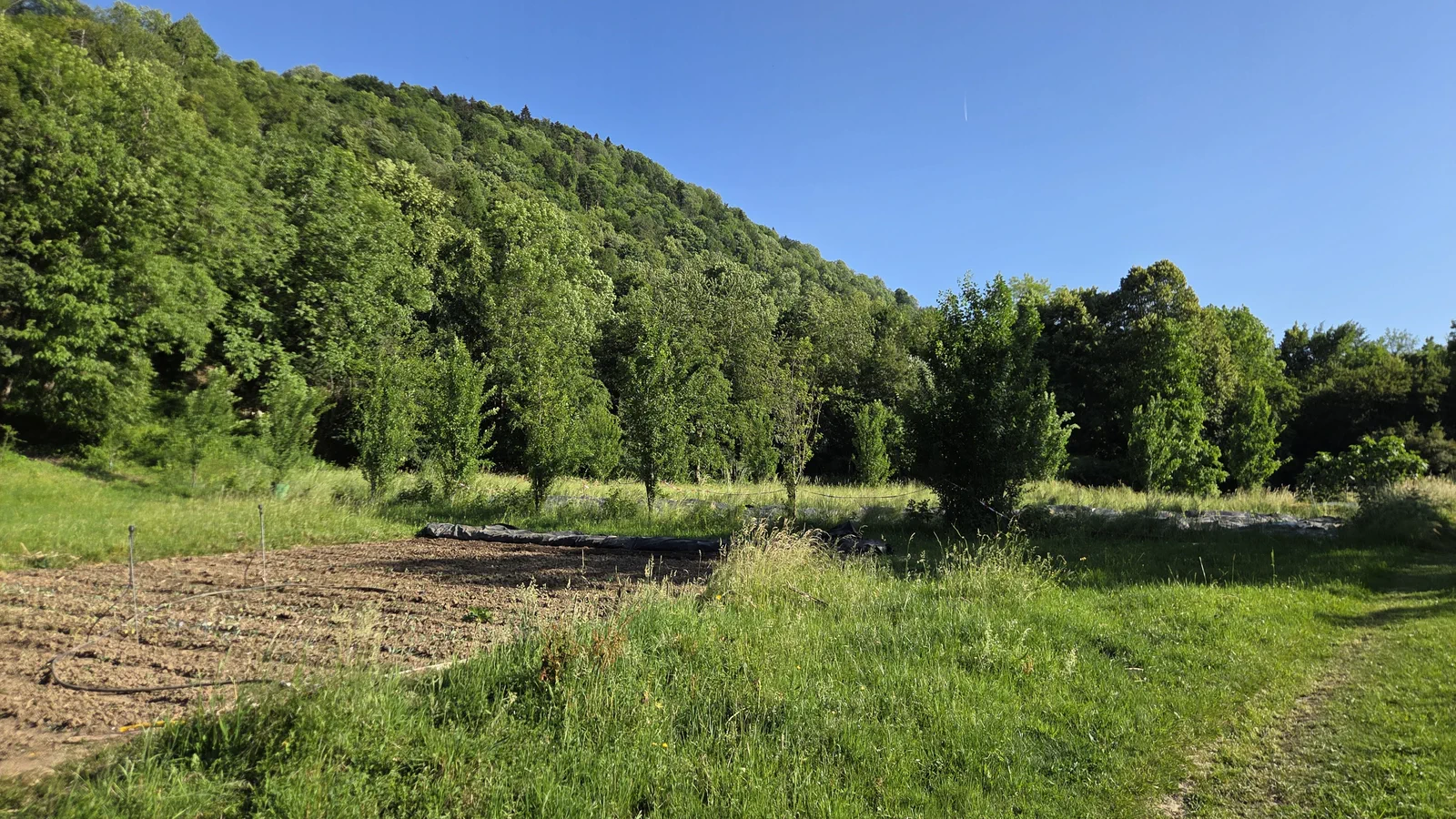 Zone de maraîchage de Marie-Laure : planches de légumes fraîchement préparées au pied d'un versant boisé, prairie autour