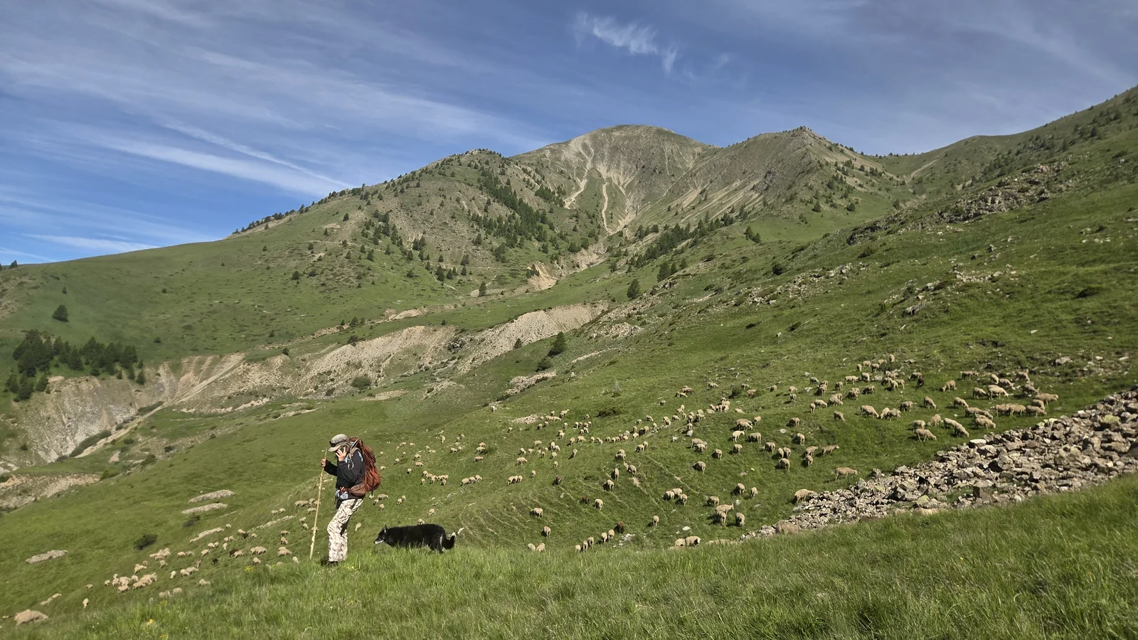 Christèle, casquette et bâton de berger, monte un versant d'alpage avec son chien de conduite noir, le troupeau dispersé sur la pente et de hautes montagnes au fond