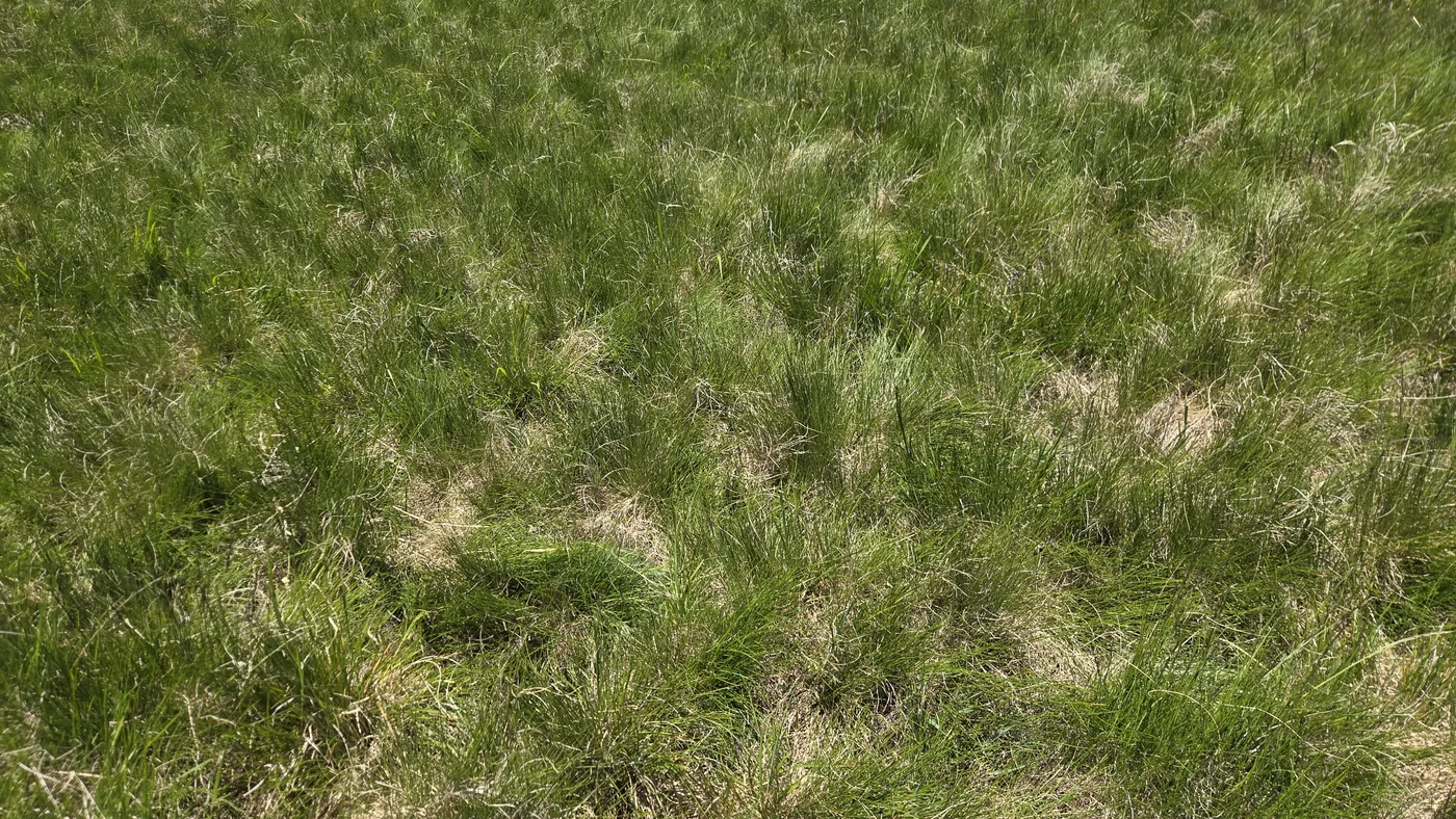 Gros plan d'une pelouse d'altitude faite de touffes d'herbe rase et sèche, le nard, mêlées à de l'herbe plus verte