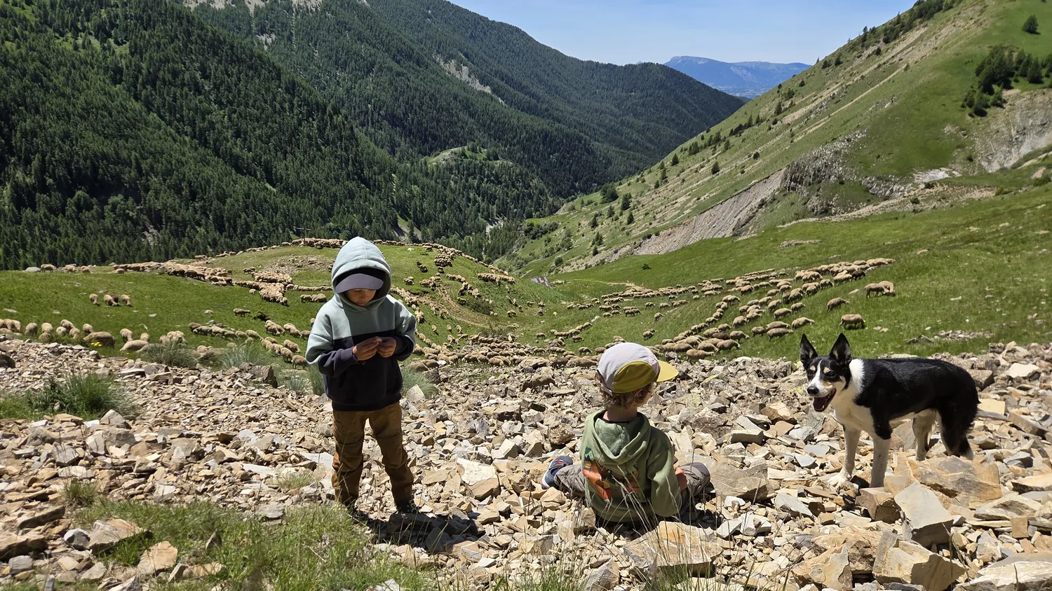Les deux enfants assis dans les cailloux d'un alpage avec un chien de conduite, le troupeau étalé en contrebas dans la vallée verdoyante