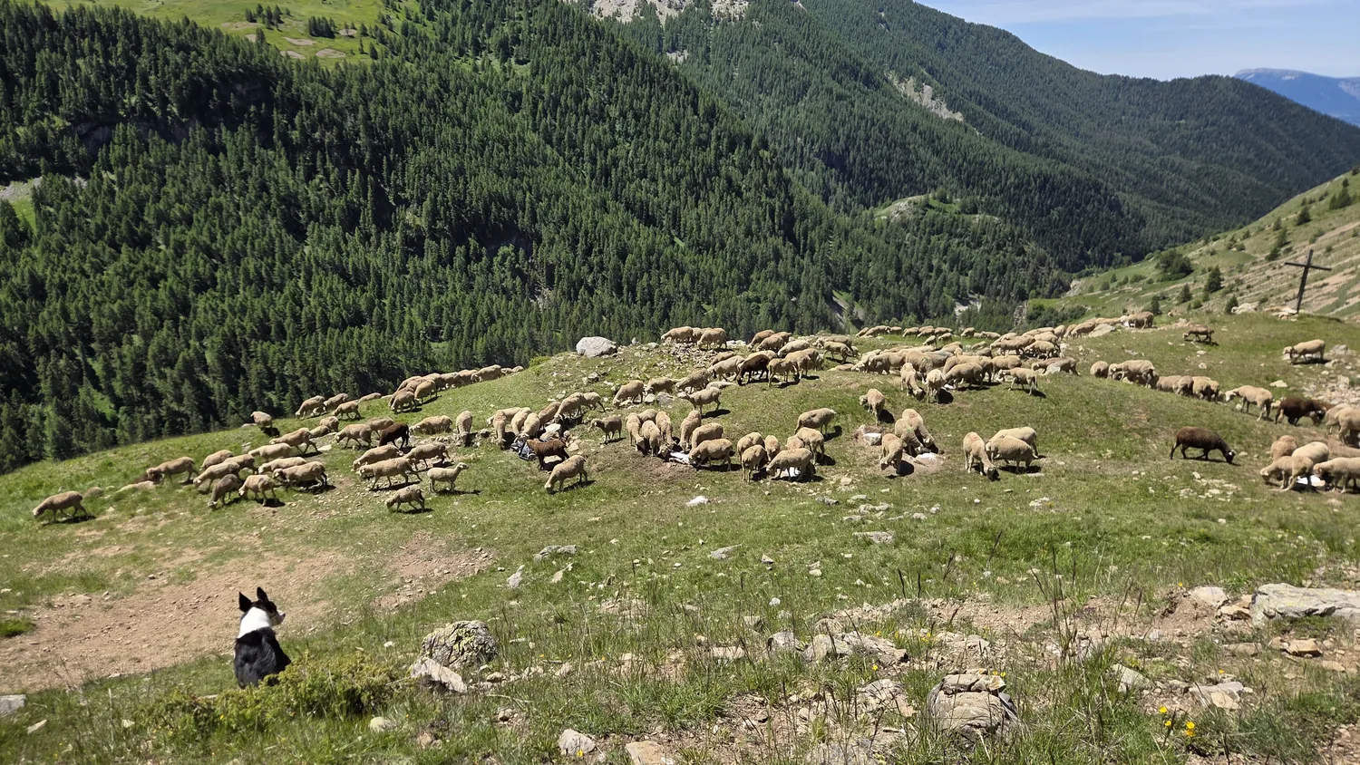 Troupeau de brebis regroupé sur un replat d'alpage entouré de forêts de mélèzes, un chien de conduite noir assis au premier plan qui surveille