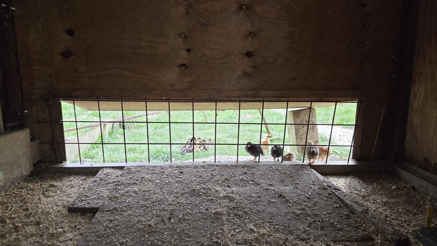 Vue depuis l'intérieur du poulailler à travers un grillage : canetons et jeunes poules qui picorent dehors sur la terre