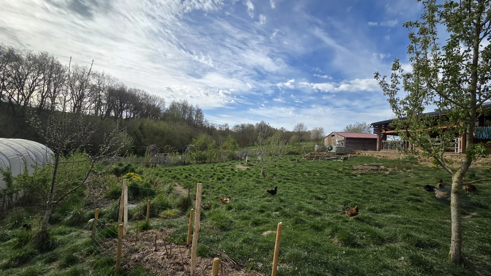 Vue d'ensemble du terrain : tunnel maraîcher à gauche, prairie avec des poules qui picorent, bâtiment de la bergerie à droite, lisière boisée en fond