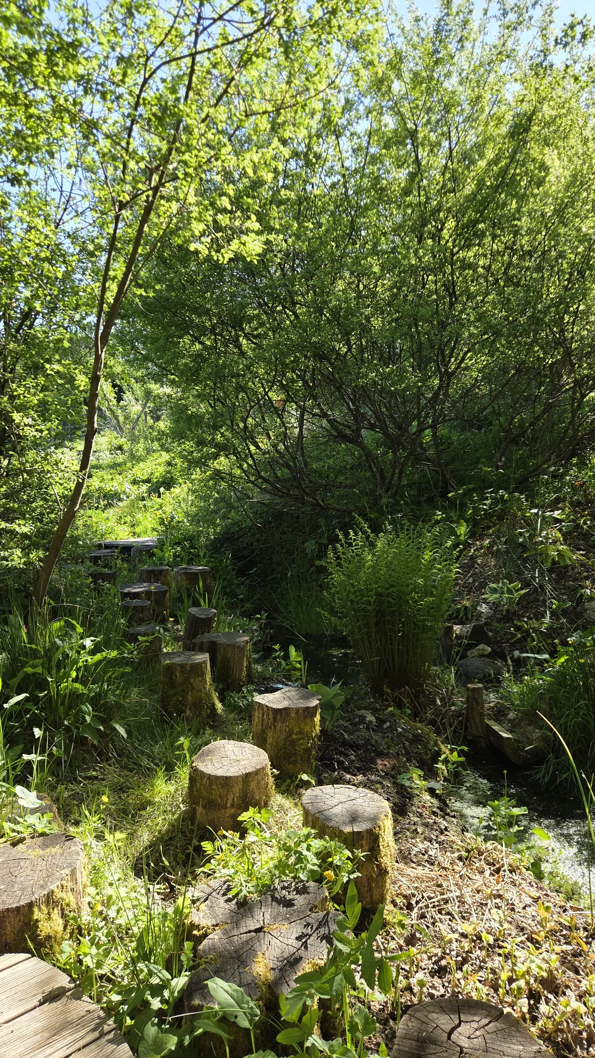 Coin du jardin avec des rondins de bois, des petits bassins, une végétation luxuriante et de grands arbres