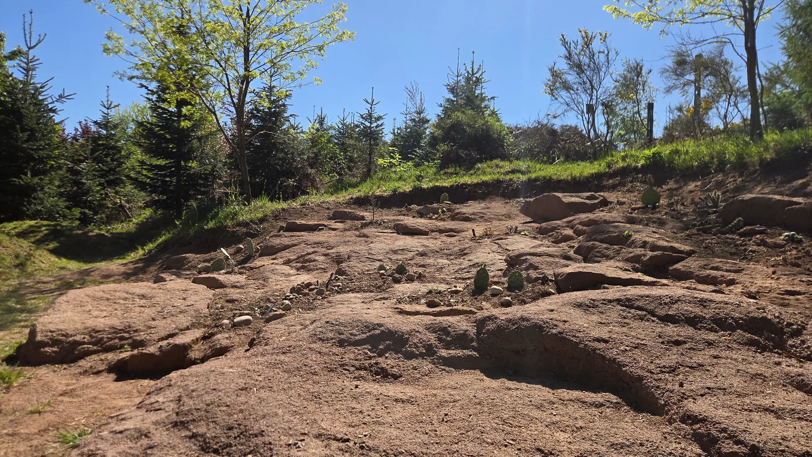 Talus de roche mère sableuse rougeâtre mise à nu sur une pente, jeunes cactus plantés, sapins et ciel bleu au fond