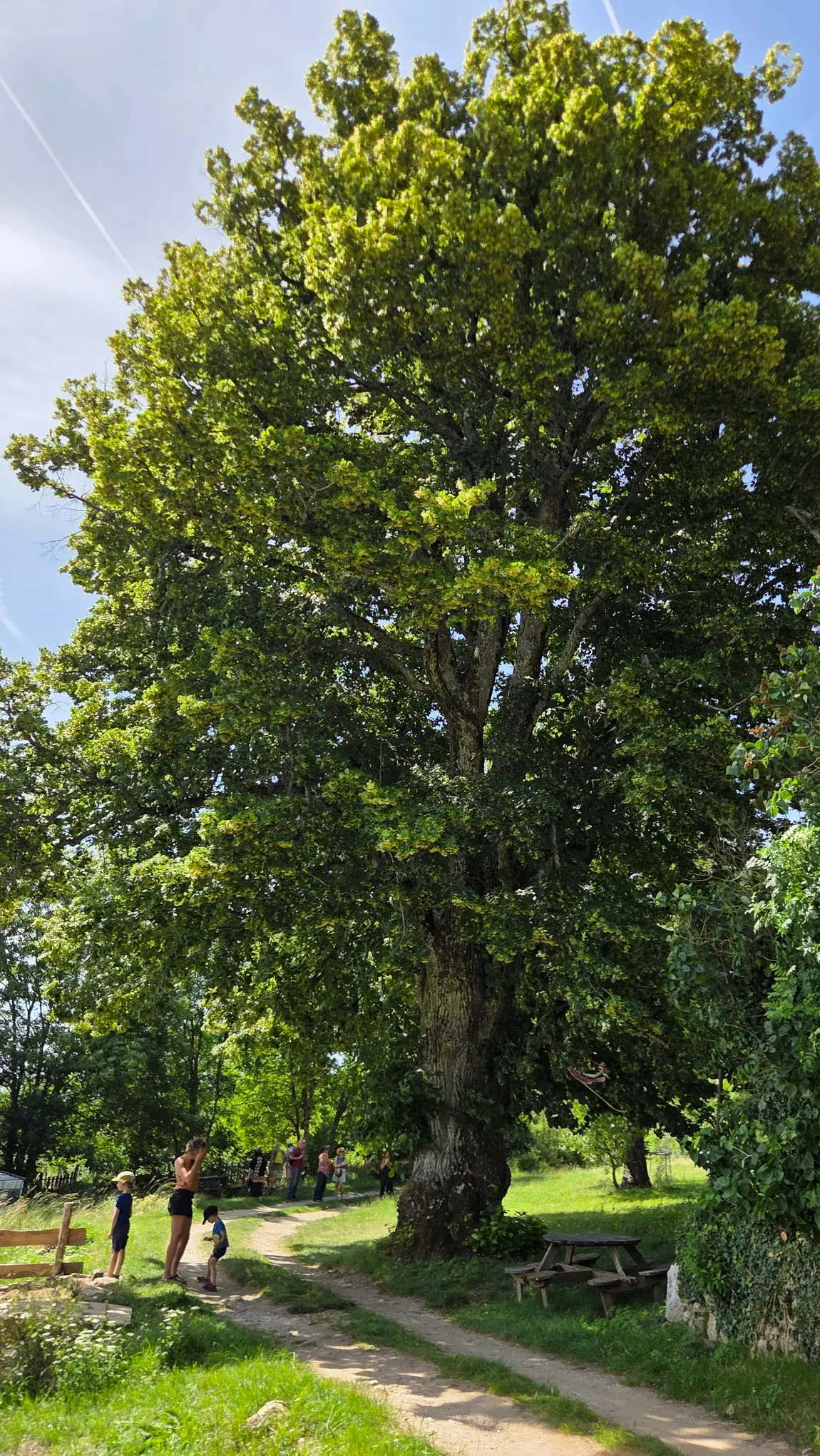 Très grand tilleul dominant une prairie, avec une table de pique-nique et des personnes minuscules à son pied qui donnent l'échelle