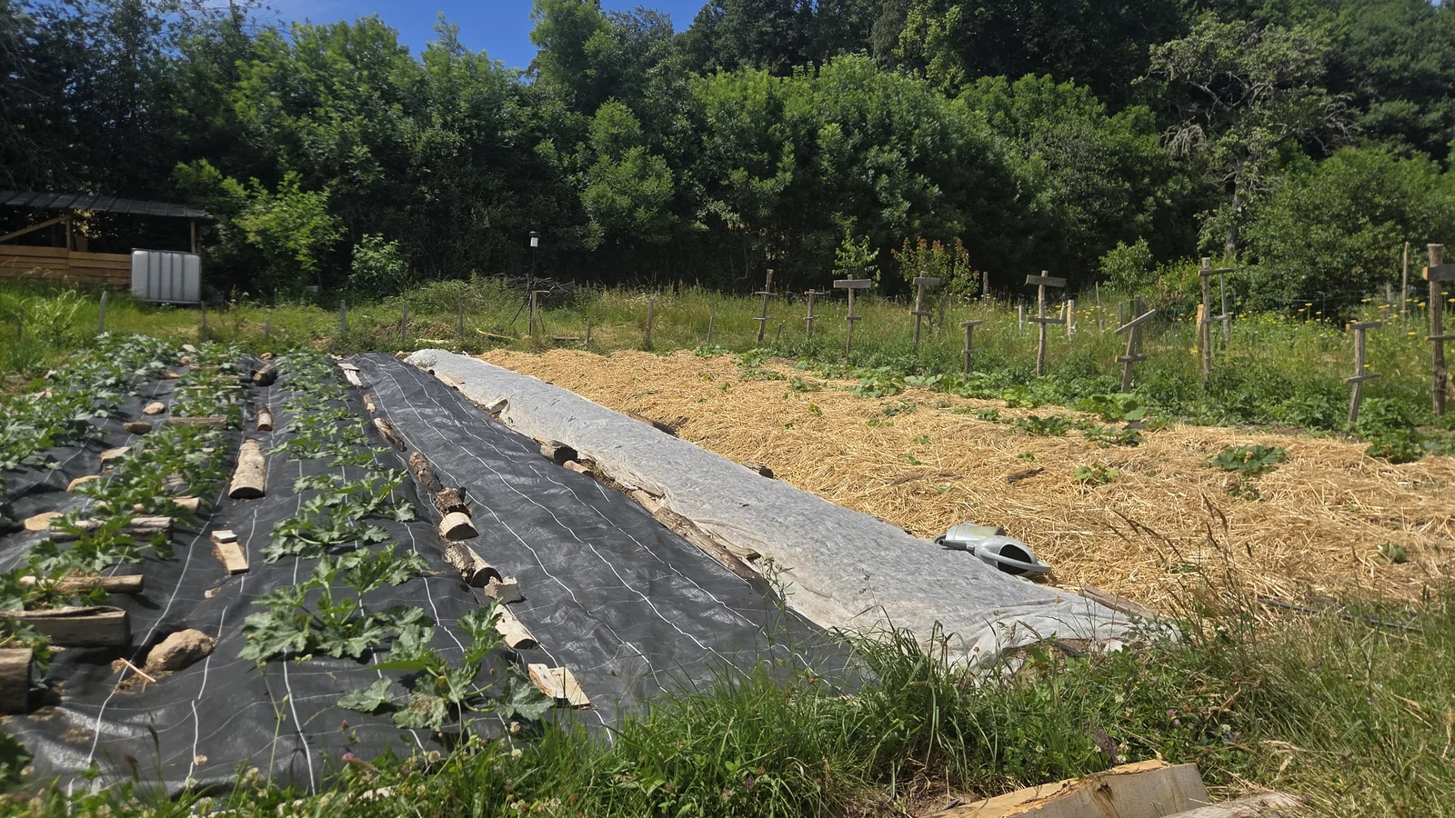 Planches de maraîchage paillées et bâchées, bordées de cultures et d'une lisière de forêt