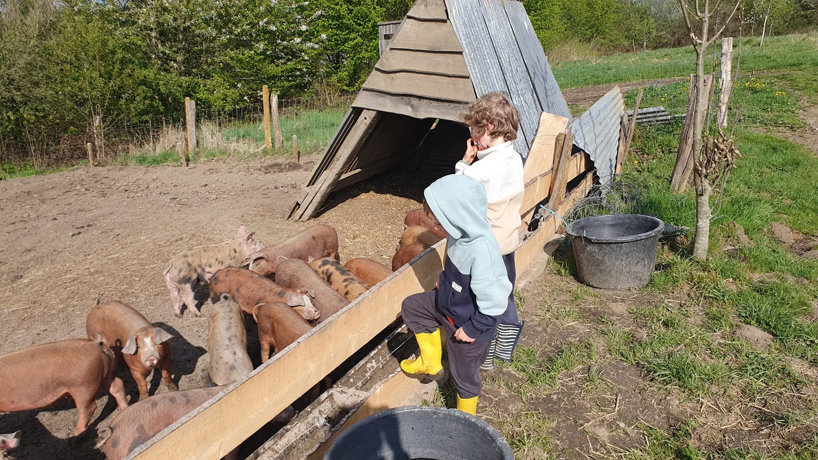 Léon en bottes jaunes, accoudé à la cloison de l'enclos, regarde une dizaine de jeunes cochons roux qui mangent à l'auge devant un abri triangulaire en bois