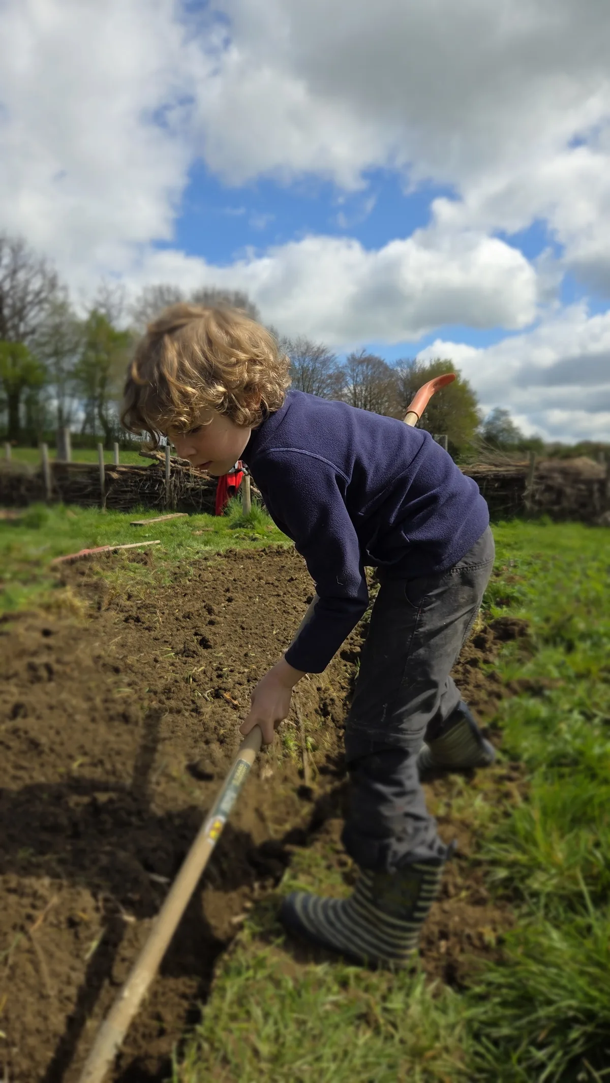 Colin en pull violet et bottes rayées, penché sur la terre du potager, qui manie un sarcloir presque aussi grand que lui