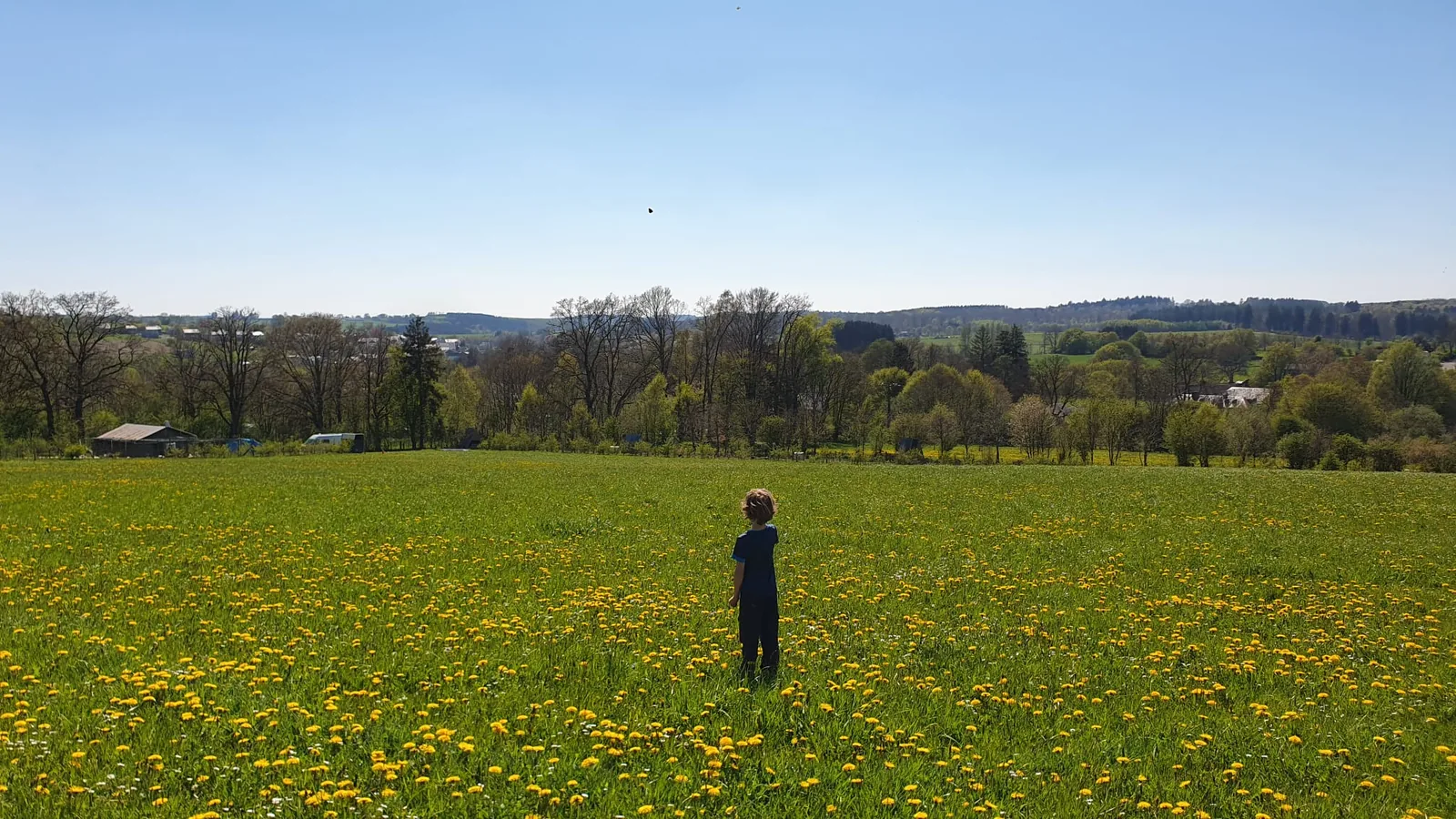 Colin de dos, debout au milieu d'une vaste prairie en fleurs jaunes (pissenlits), collines boisées en arrière-plan, ciel dégagé