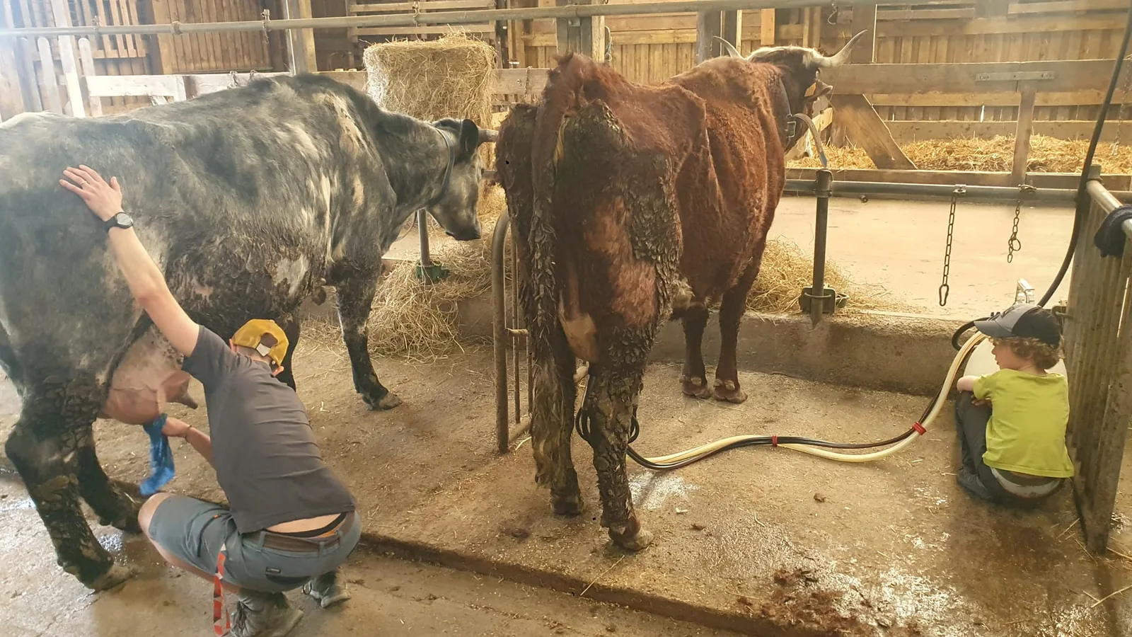 Trois personnes accroupies derrière deux vaches dans une étable, machine à traire branchée, tuyaux qui passent sous le ventre des bêtes