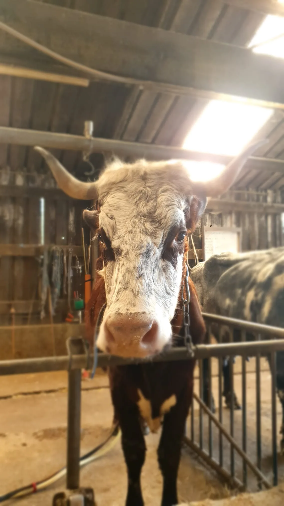 Portrait de face d'une vache aux longues cornes recourbées, robe brun-blanc, dans l'étable