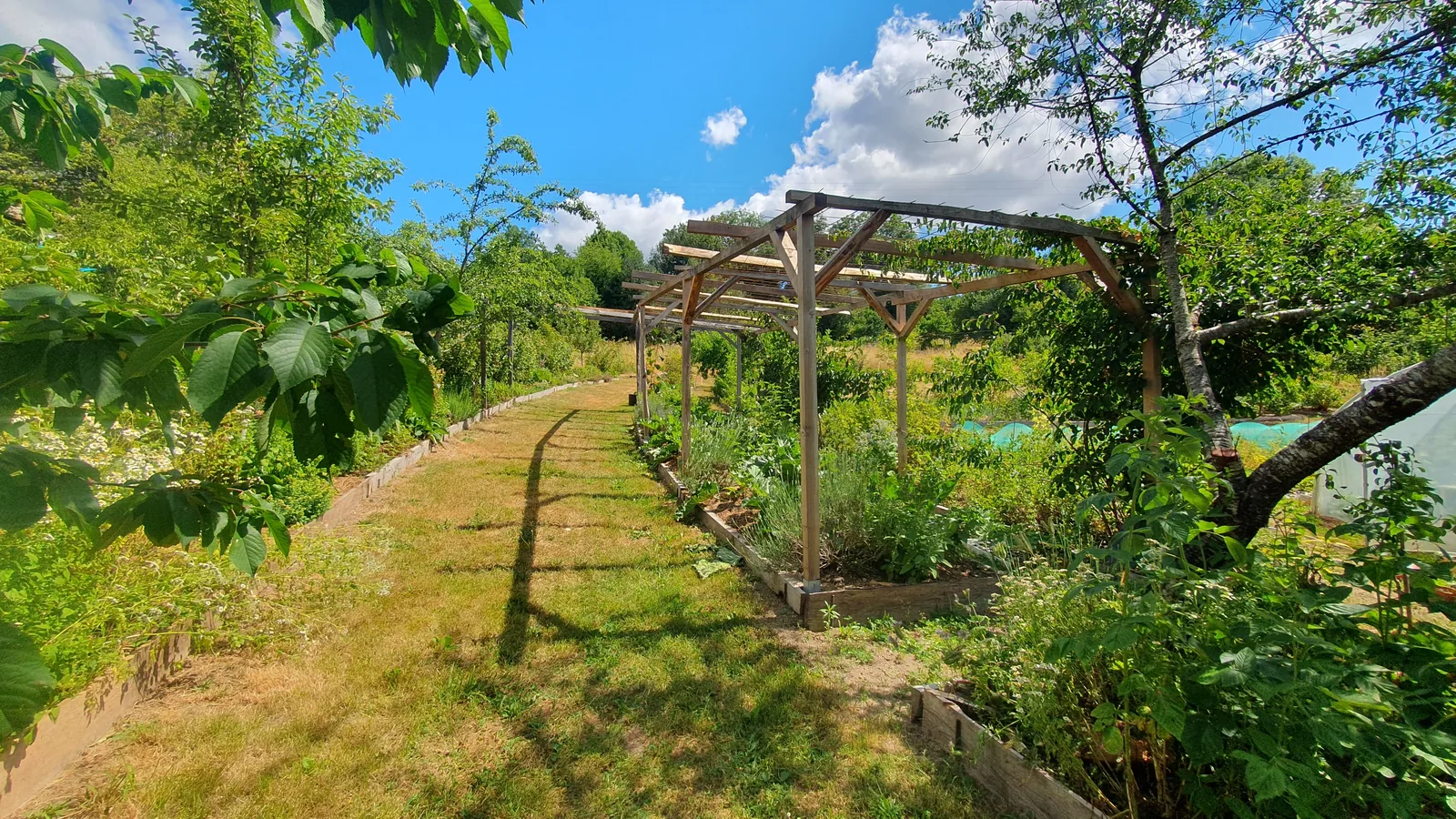 Une allée du jardin bordée de cultures, sous une pergola de kiwis et de vigne