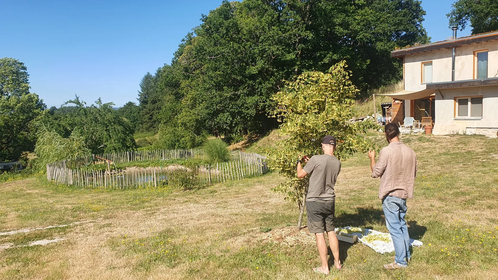 Deux hommes cueillant les fleurs d'un tilleul, la maison et le bassin en arrière-plan