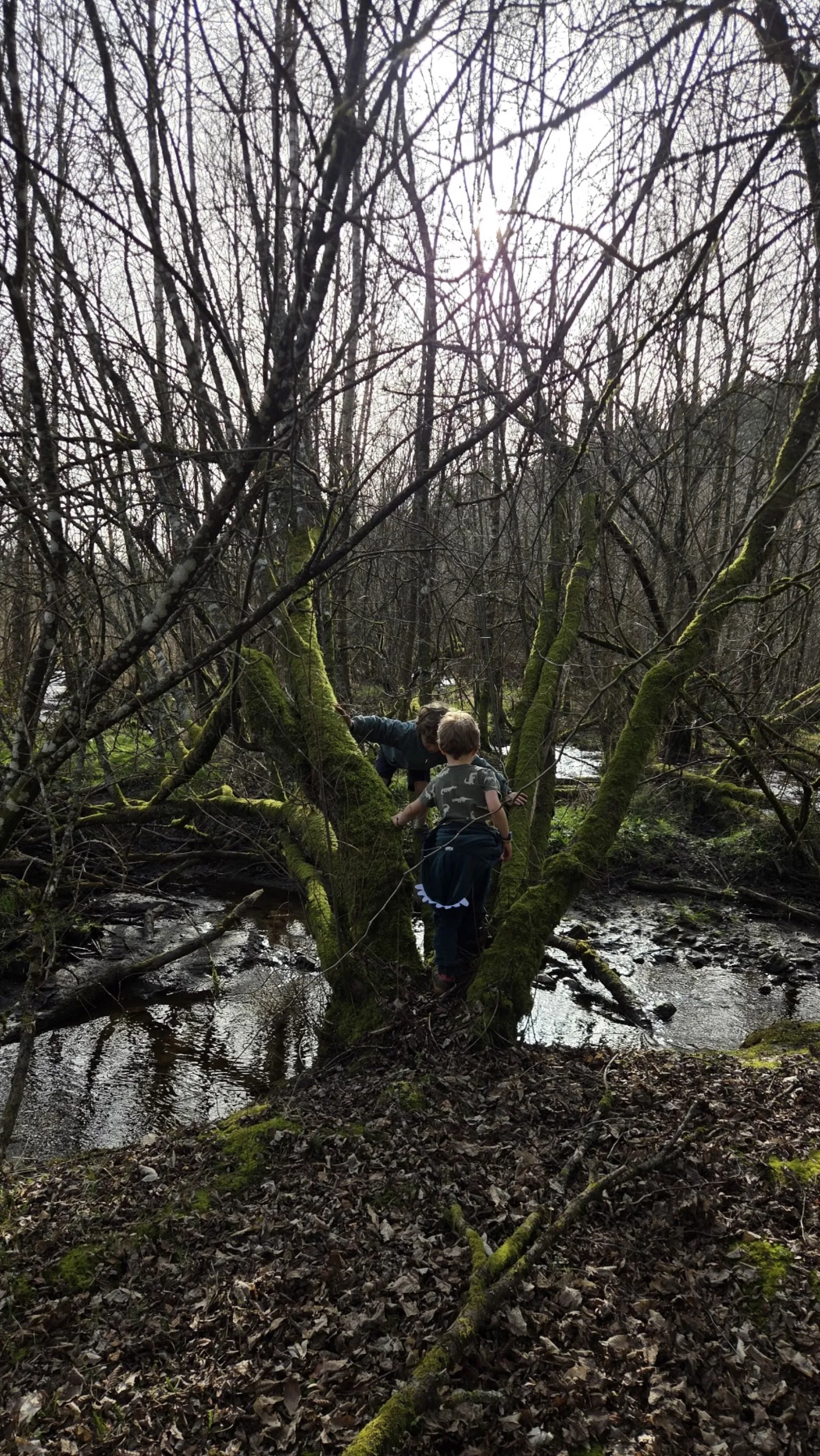 Deux enfants grimpent sur un arbre moussu au bord d'un ruisseau dans un sous-bois