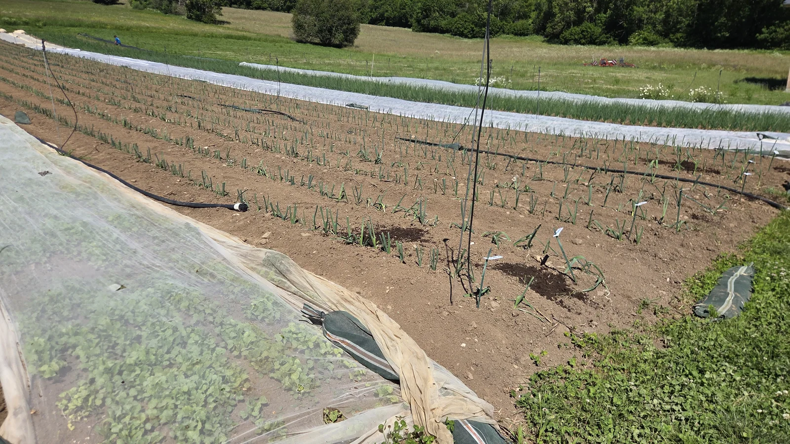 Planches de plein champ avec jeunes plants et rangs d'oignons, au pied d'un versant boisé du Champsaur