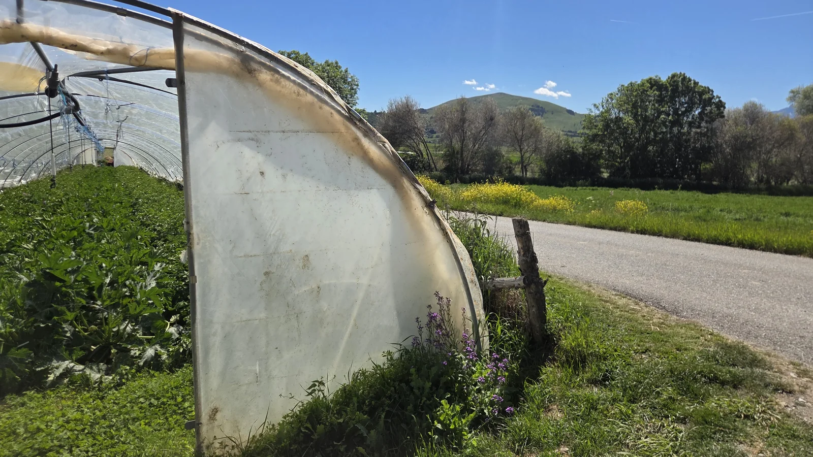 Rangs d'oignons en plein champ sous le soleil, avec un village et des montagnes au loin