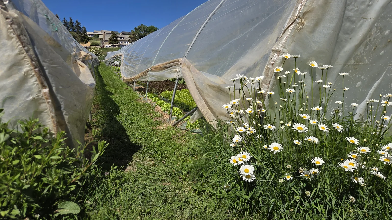 Marguerites en fleurs au premier plan le long d'un tunnel maraîcher, avec les montagnes du Champsaur derrière
