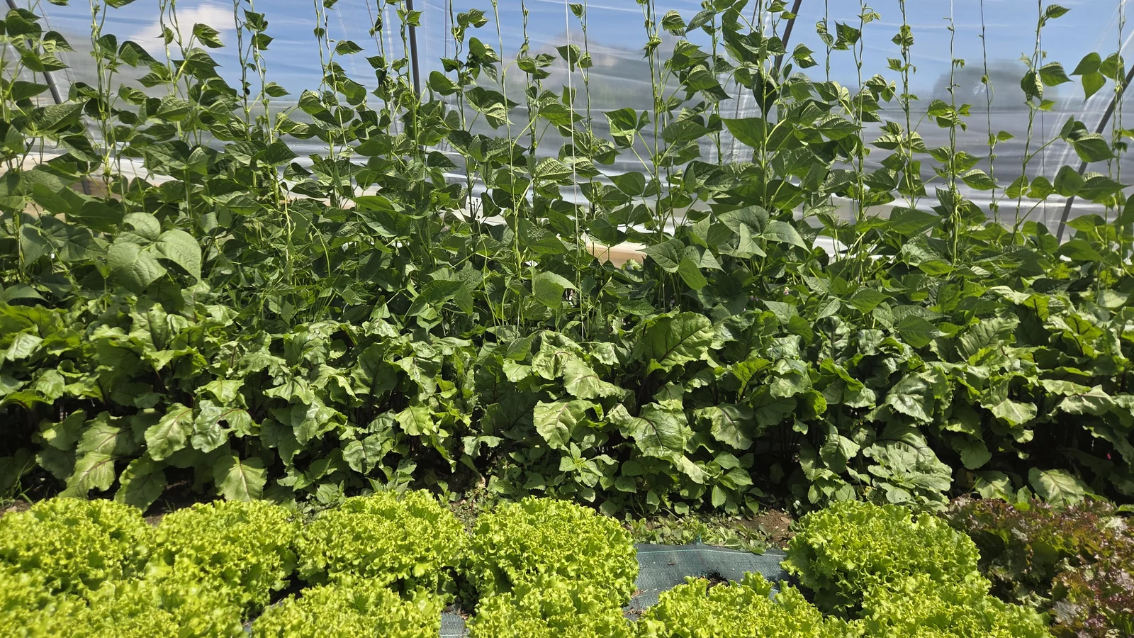 Autre tunnel : rangs de salades frisées au sol et plants de concombres feuillus palissés vers le haut