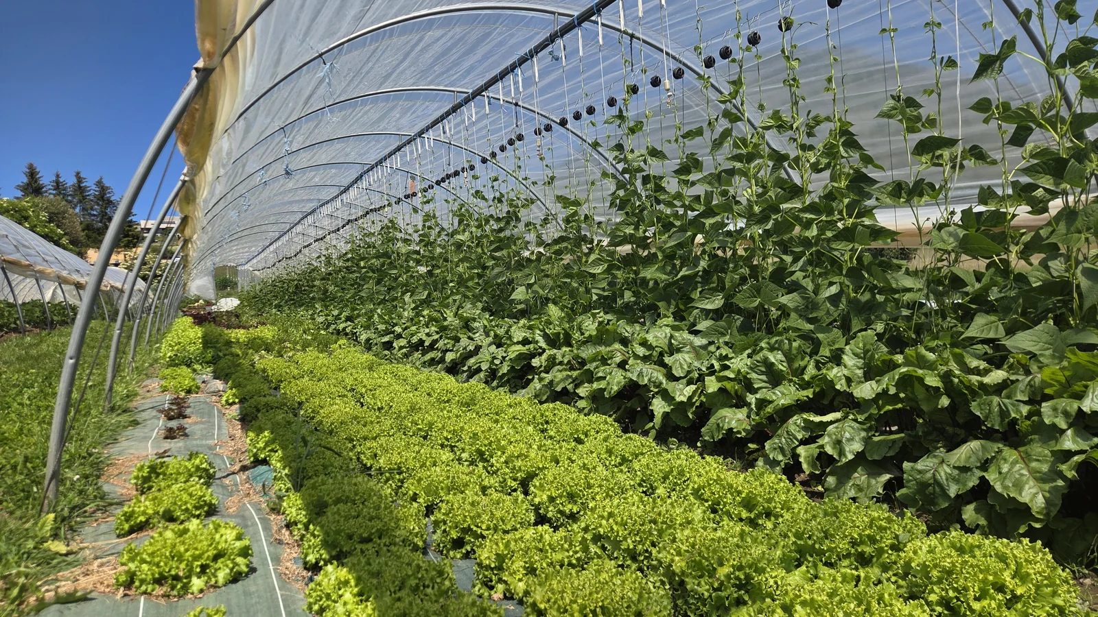 Intérieur d'un tunnel maraîcher avec des rangs de salades vertes au sol et des concombres palissés qui grimpent en hauteur