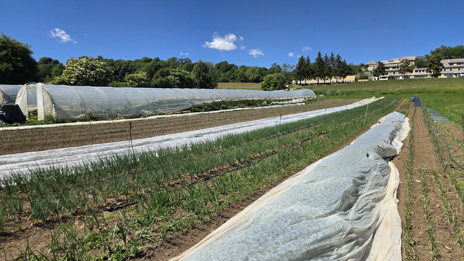 Tunnels maraîchers et rangs d'oignons en plein champ au pied d'un versant boisé, avec un village perché en arrière-plan