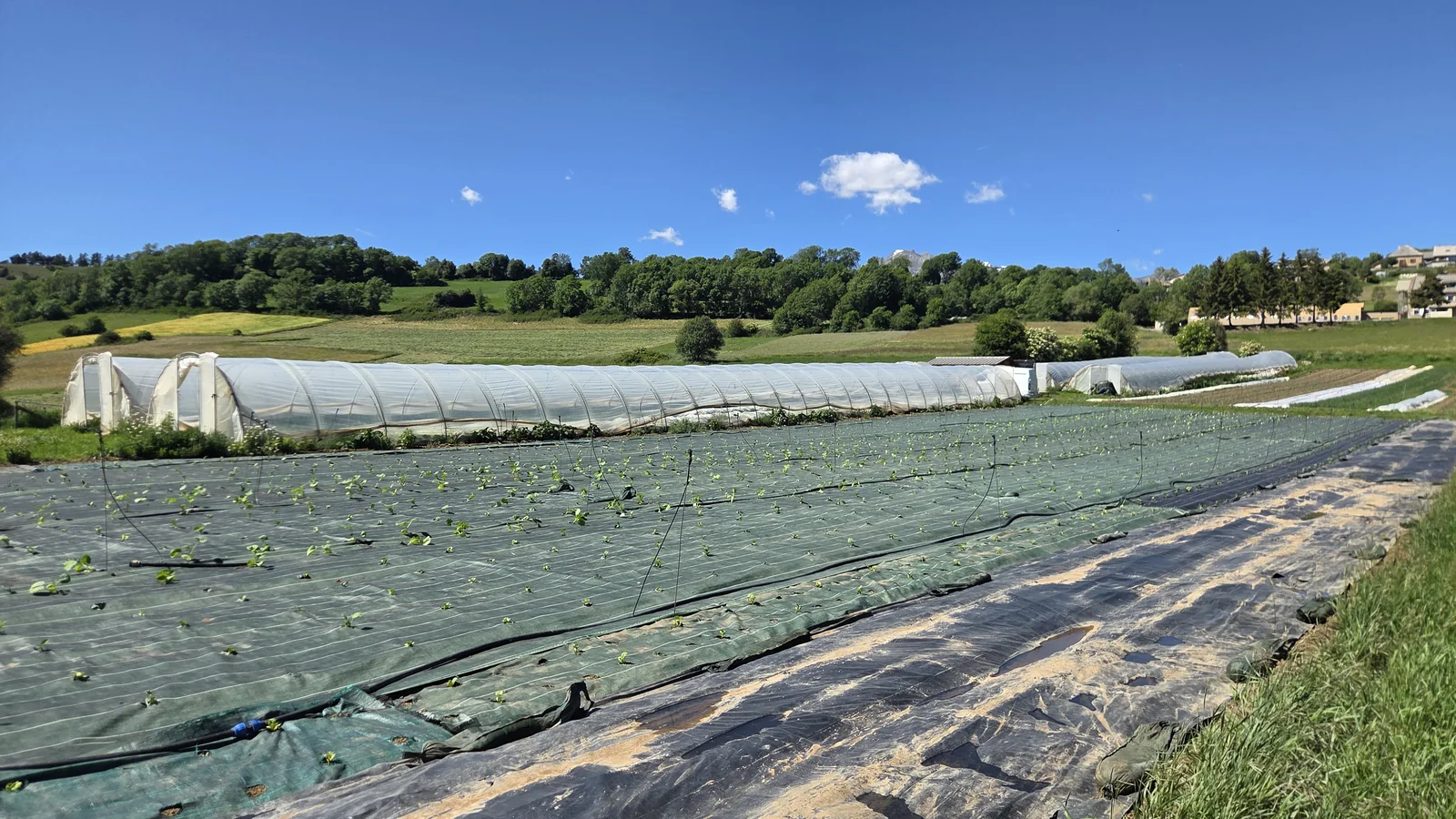Plusieurs tunnels maraîchers alignés sur le replat, champs et collines boisées tout autour sous un ciel bleu
