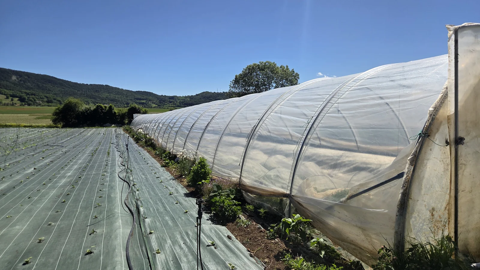 Long tunnel maraîcher s'étirant le long d'un champ paillé, avec les montagnes du Champsaur en arrière-plan sous un grand ciel bleu