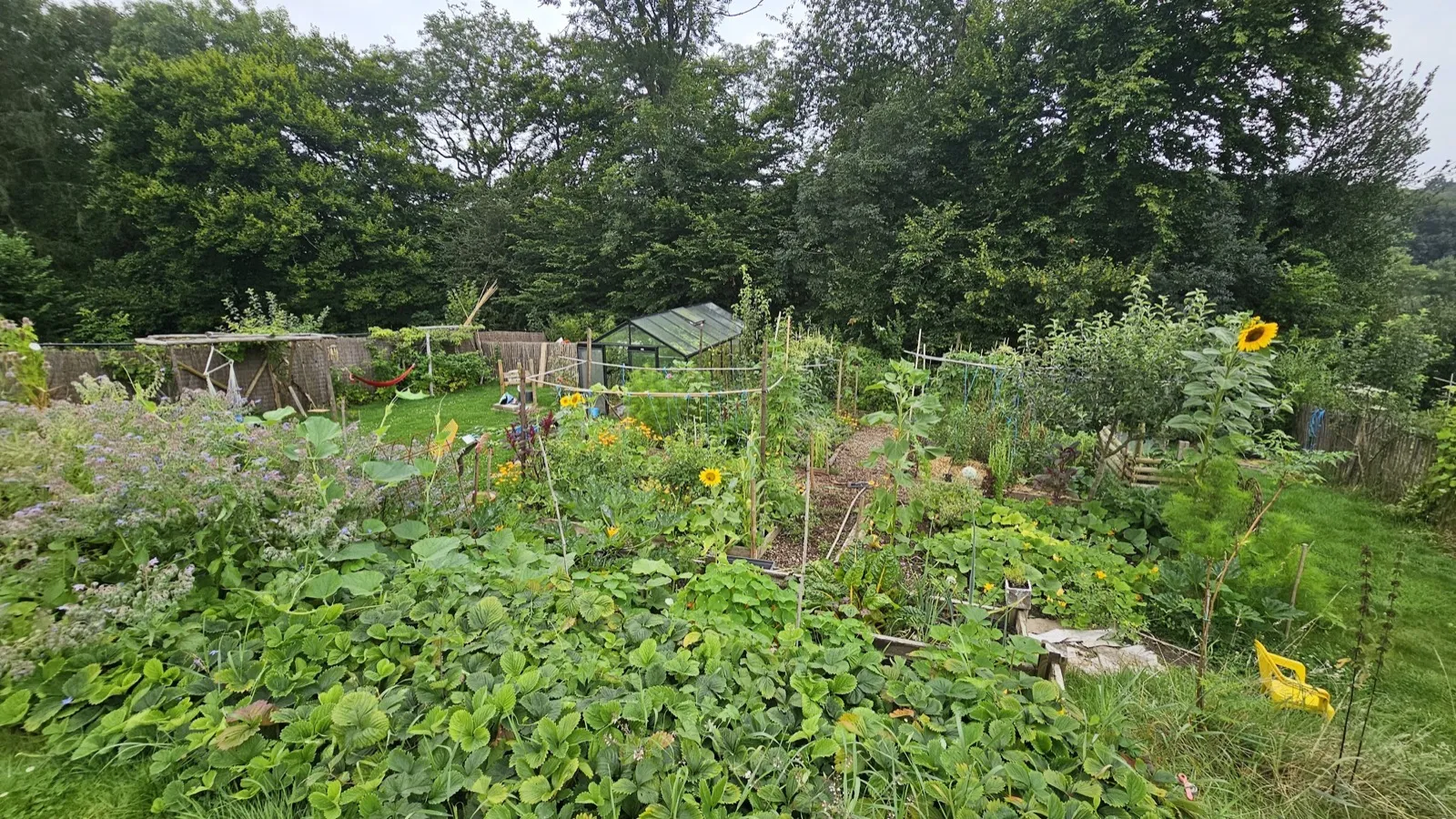 Jardin potager luxuriant en été, mêlant cultures potagères, tournesols, fraisiers et fleurs mellifères, avec une petite serre et un hamac en arrière-plan