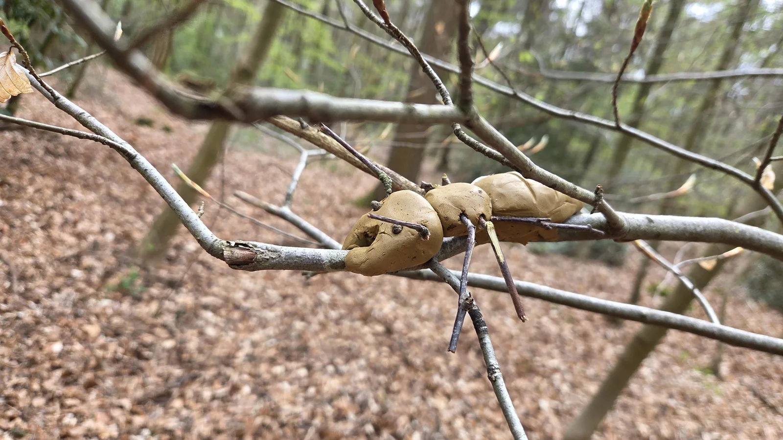 Un insecte modelé en terre glaise beige posé sur une branche d'arbre, avec des pattes en brindilles fines