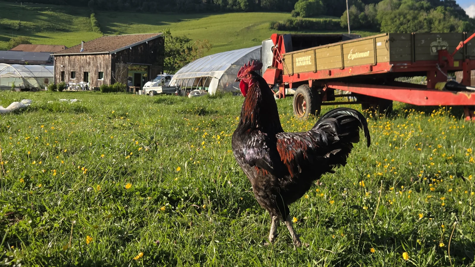 Coq aux plumes noires irisées dressé dans une prairie de pissenlits, ferme et remorque agricole en arrière-plan