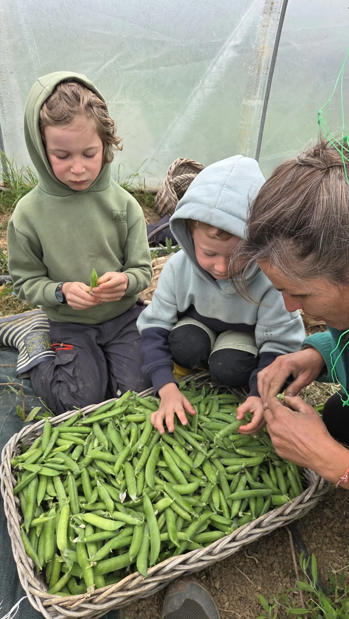 Aline avec Colin et Léon assis devant un grand panier d'osier rempli de petits pois, en train d'en écosser ensemble