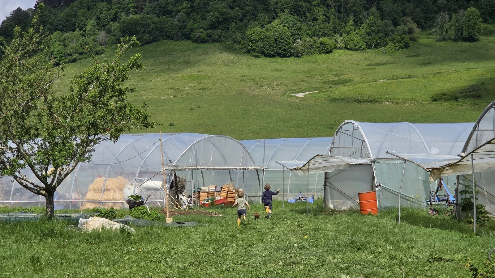 Léon, en bottes jaunes, court avec Zora dans la prairie devant les serres tunnel, collines boisées en arrière-plan