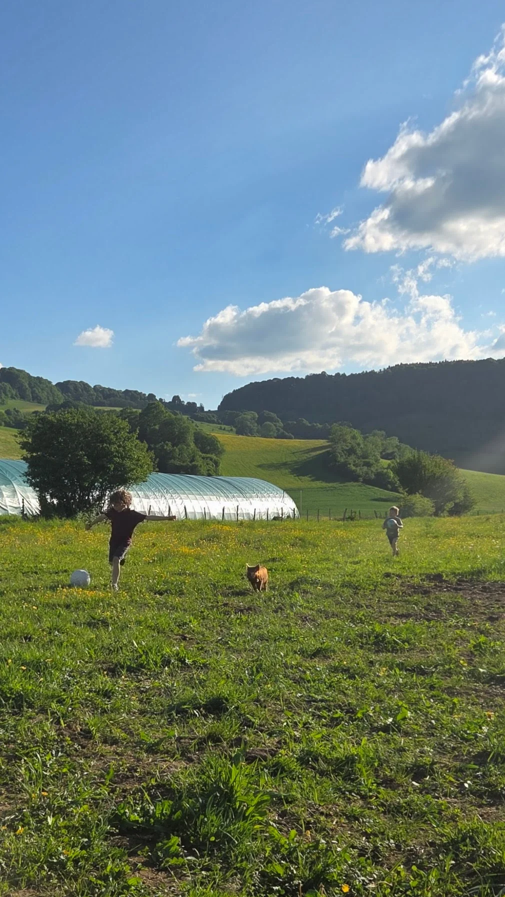Léon avec un ballon et Colin qui courent avec Zora dans la prairie en fleurs jaunes, serres tunnel à gauche, collines du Jura et ciel bleu nuageux derrière