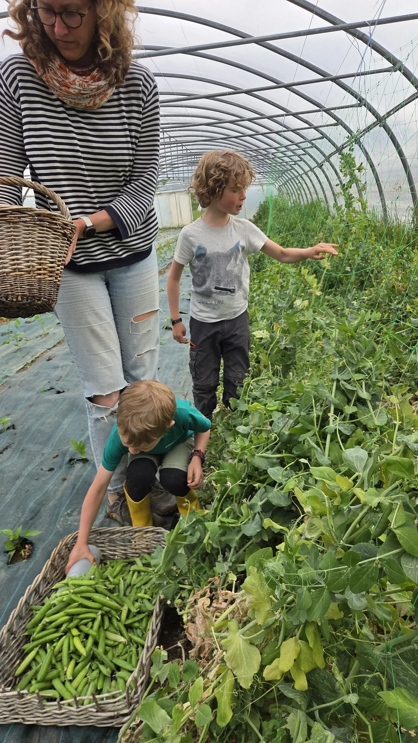 Aline, Colin et Léon agenouillés sous la serre devant les rangs de petits pois, deux grands paniers d'osier remplis de gousses fraîchement cueillies à côté d'eux