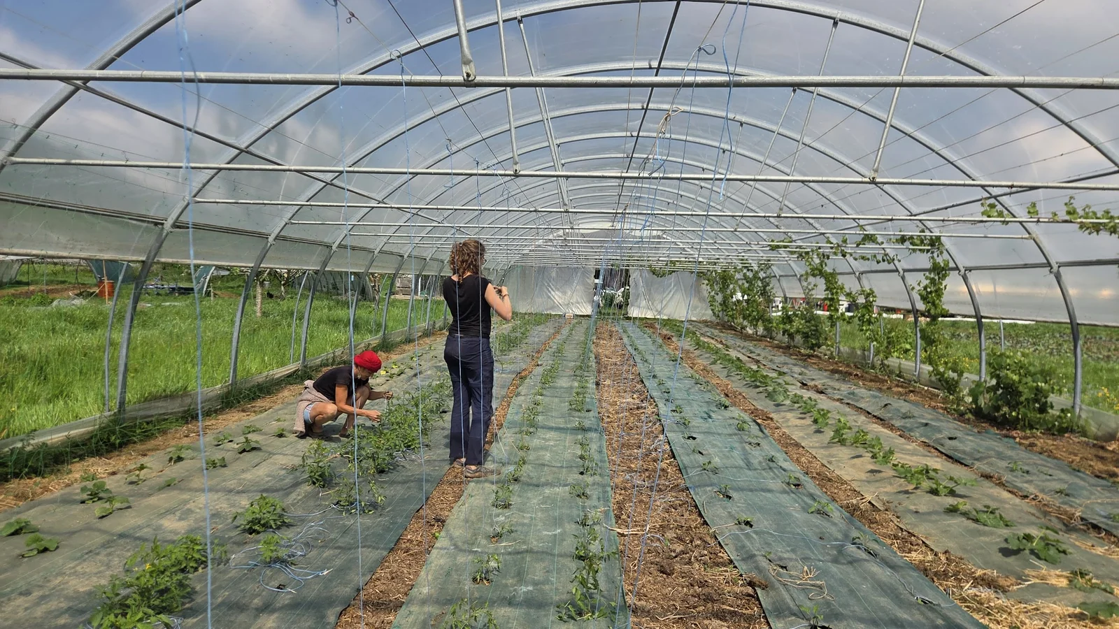 Béné debout au milieu d'une grande serre tunnel, en train de tirer un fil de tuteurage, Louna accroupie à côté d'elle qui s'occupe des plants au sol, rangs de tomates entre des bâches de paillage