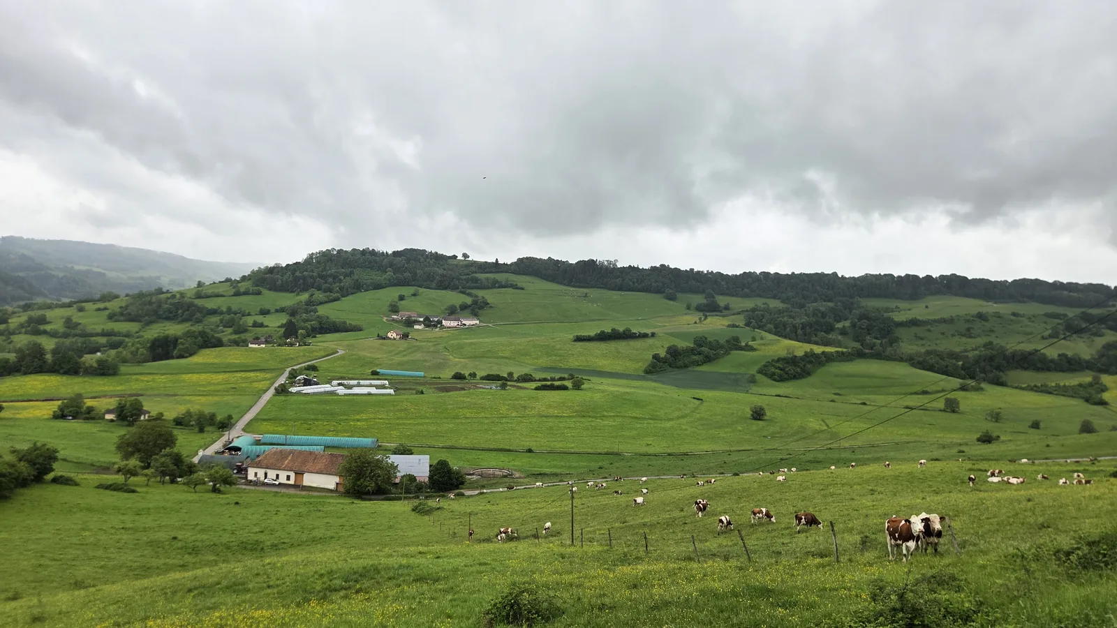 Paysage du Jura : grandes prairies vallonnées, vaches qui paissent au premier plan derrière une clôture, ferme laitière et collines boisées au fond, ciel nuageux