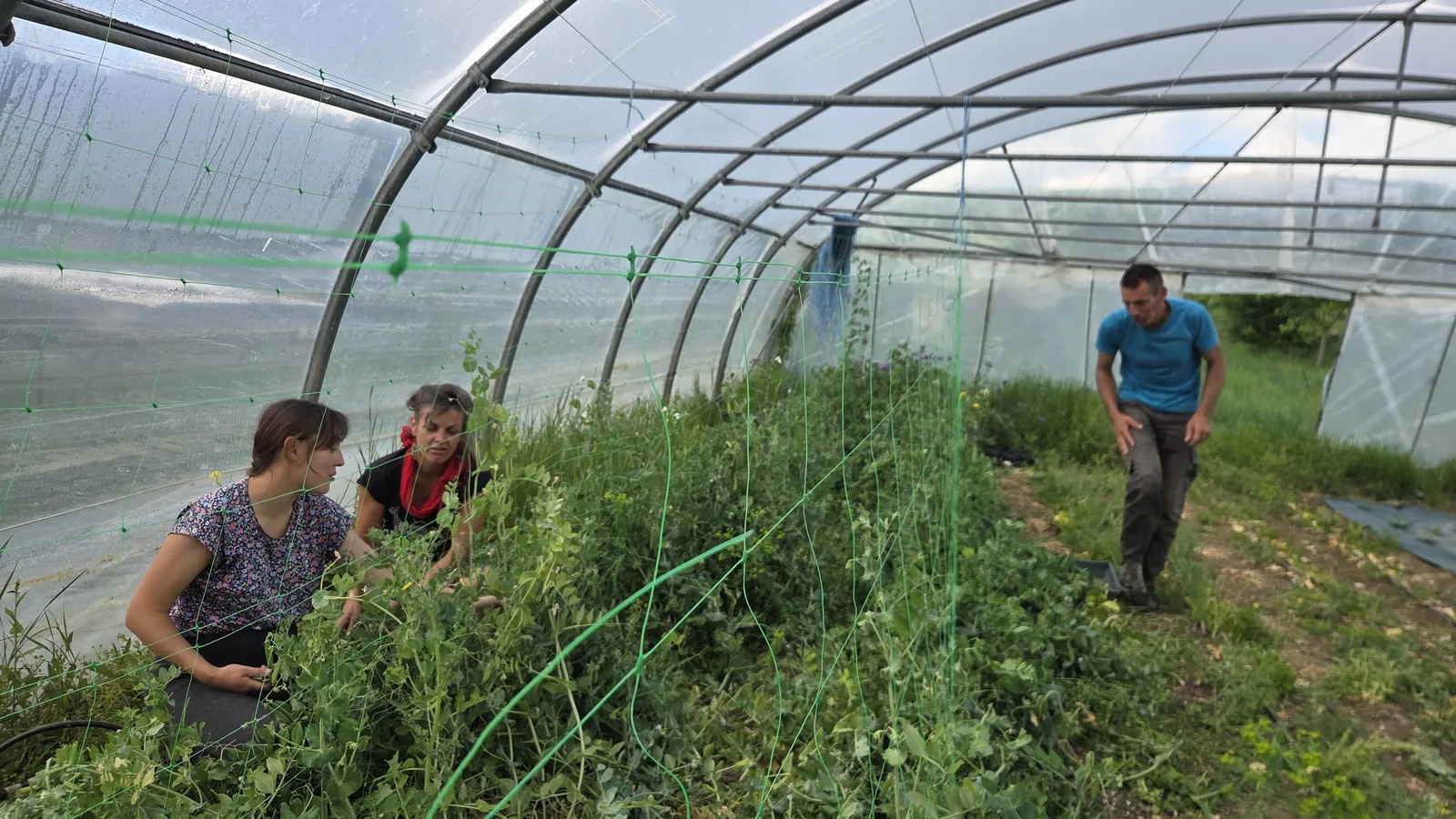 Béné et Louna accroupies dans la serre en train de récolter les petits pois, Jon debout à droite qui les observe, structure tubulaire de la serre au-dessus