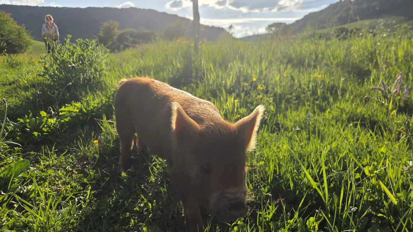 Zora, jeune cochon roux clair, debout dans une prairie verte en lumière du soir, Béné visible au loin