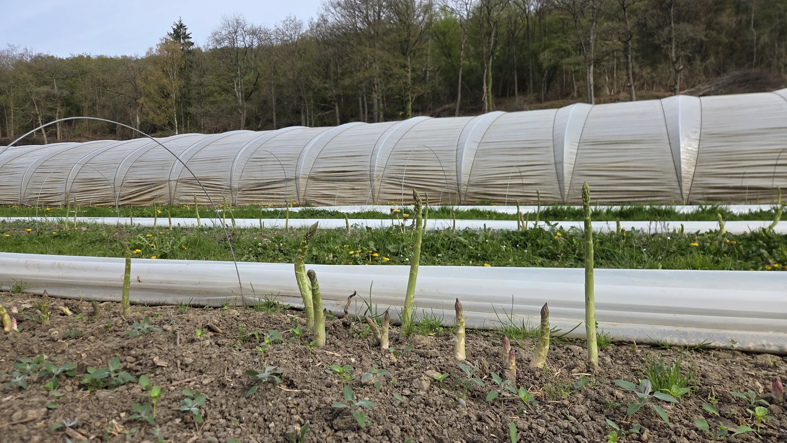 Asperges qui sortent de terre devant une serre bâchée blanche, lisière de forêt en arrière-plan